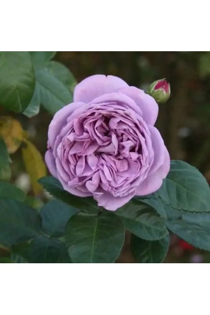 Троянда Блу Скай Фрі - махровий бутон чашоподібної форми